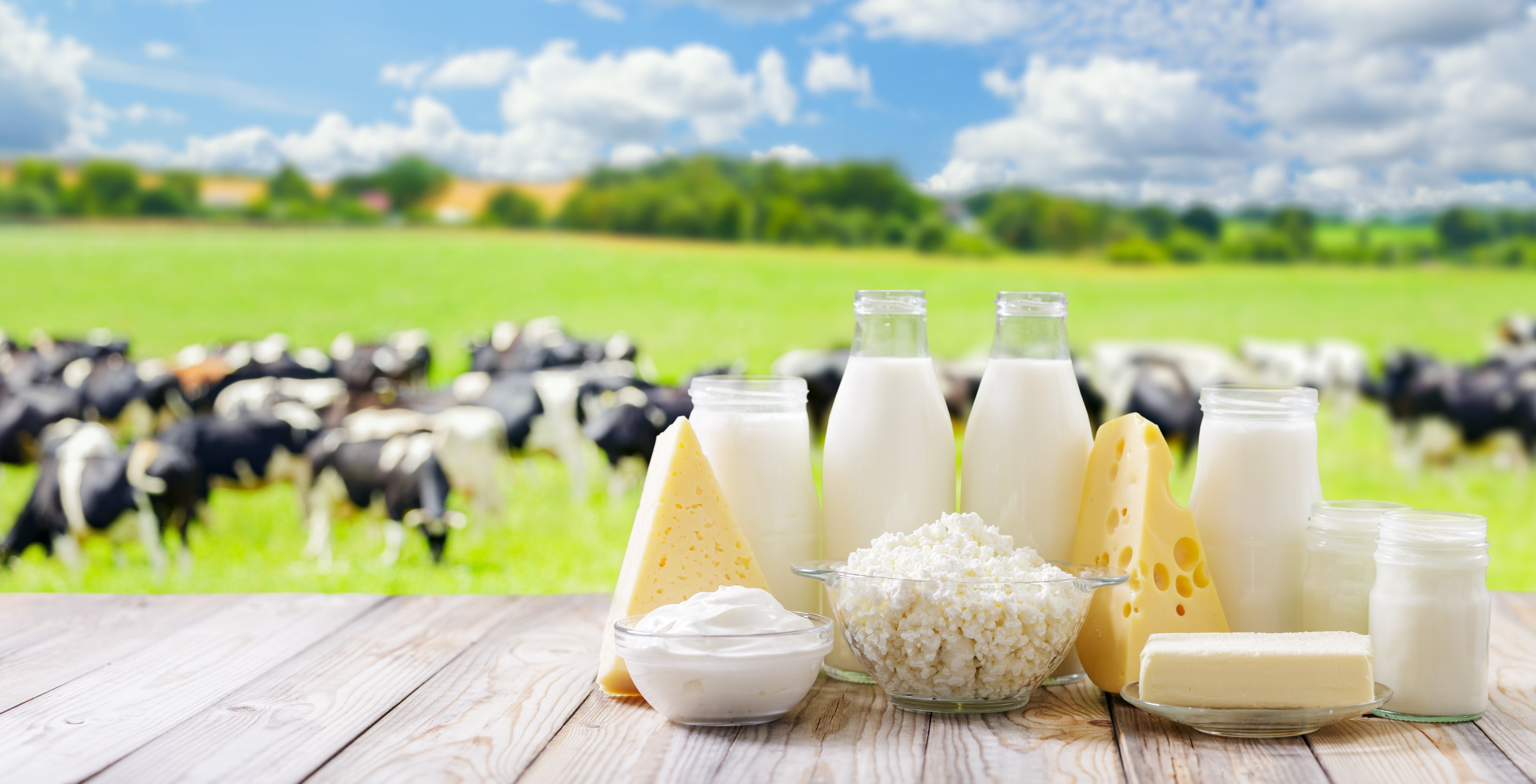 Dairy products on a wooden table with dairy cows in a pasture in the background