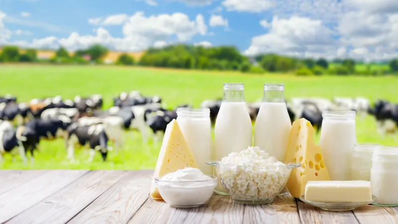 Dairy products on a wooden table with dairy cows in a pasture in the background